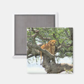 Aimant lion escalade (Recto/Verso)