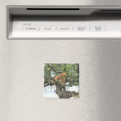 Aimant lion escalade (In Situ (Lave-vaisselle))