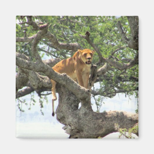 Aimant lion escalade (Devant)