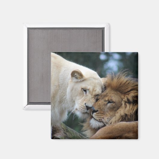 Aimant Lion et Lion (Recto/Verso)