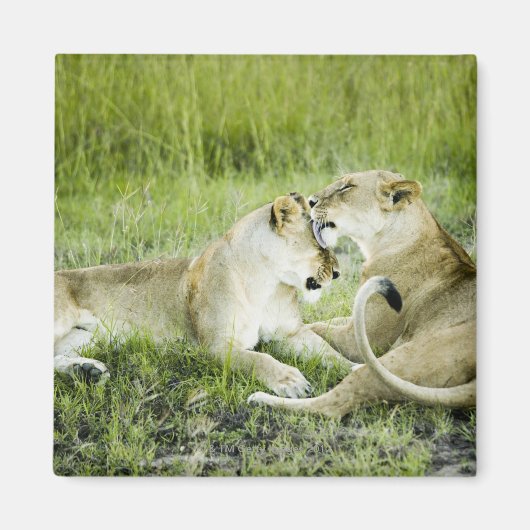 Aimant Lion et lionne, Afrique 2 (Devant)