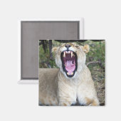 Aimant Lion femelle (Panthera leo), Masai Mara National (Recto/Verso)