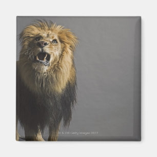 Aimant Lion hurlant