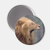 Aimant Lion mâle (Recto/Verso)