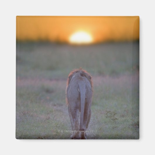 Aimant Lion marche (Devant)