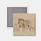 Aimant Lion marche (Recto/Verso)
