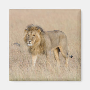 Aimant Lion marche