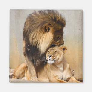Aimant Lion masculin et femelle dans l'amour