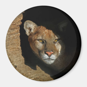 Aimant Lion montagnard caché dans l'aimant de 3 pouces