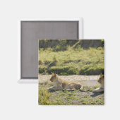 Aimant lion (Panthera leo), deux jeunes lionnes, Masaï (Recto/Verso)