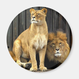 Aimant Lion - pourquoi vous asseyez-vous sur moi ?