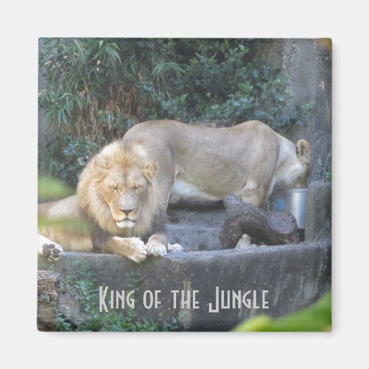 Aimant Lion, Roi de la Jungle (Devant)