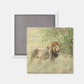 Aimant lion royal (Recto/Verso)