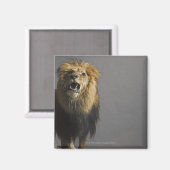 Aimant Lion rugissant (Recto/Verso)