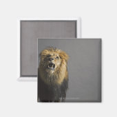 Aimant Lion rugissant (Recto/Verso)