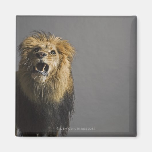 Aimant Lion rugissant (Devant)