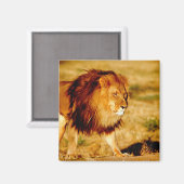 Aimant Lion solitaire (Recto/Verso)