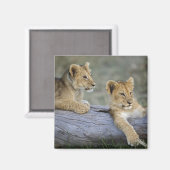 Aimant Lionceaux sur rondin (Recto/Verso)