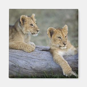Aimant Lionceaux sur rondin