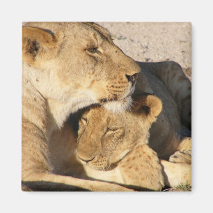 Aimant Lioness and Cub Resting Together
