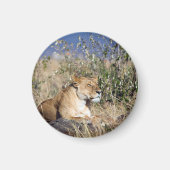 Aimant Lioness resting (Devant)