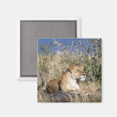 Aimant Lioness resting (Recto/Verso)