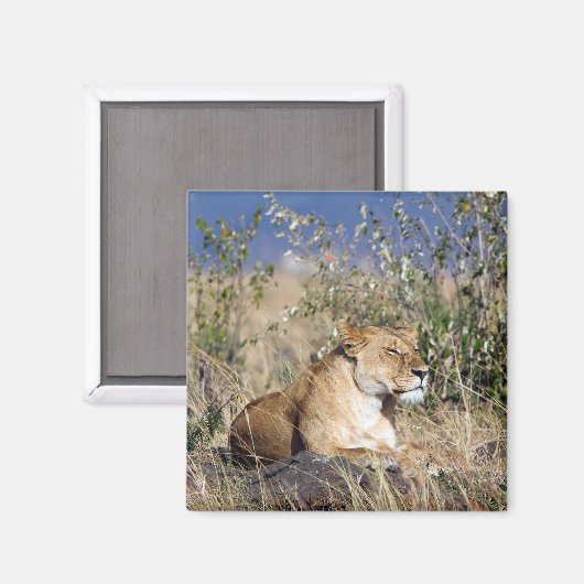 Aimant Lioness resting (Recto/Verso)