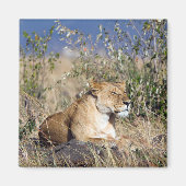 Aimant Lioness resting (Devant)