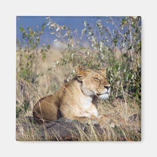 Aimant Lioness resting (Devant)