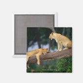 Aimant Lionesses dans un arbre (Recto/Verso)