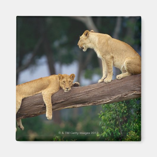 Aimant Lionesses dans un arbre (Devant)