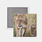 Aimant Lionne avec son petit (Recto/Verso)