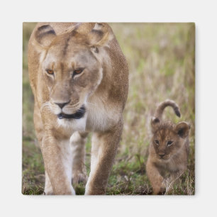 Aimant Lionne avec son petit