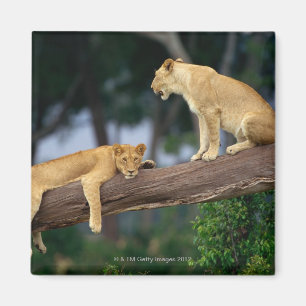 Aimant Lionnes dans un arbre