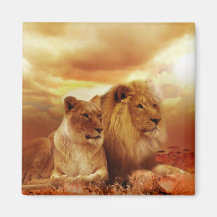 Aimant Lions