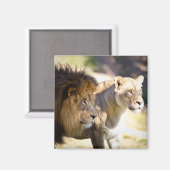 Aimant Lions (Recto/Verso)