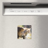 Aimant Lions (In Situ (Lave-vaisselle))