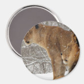 Aimant Lions (Recto/Verso)