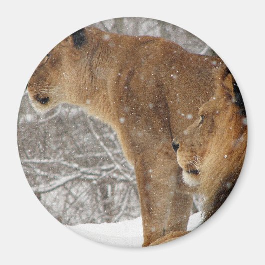 Aimant Lions (Devant)