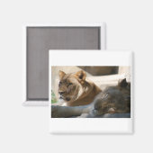 Aimant Lions africaines (Recto/Verso)