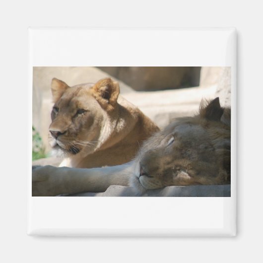 Aimant Lions africaines (Devant)