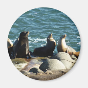 Aimant Lions de la mer de San Diego