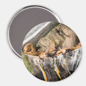 Aimant Lions De Mer Posés Sur Les Rochers (Recto/Verso)