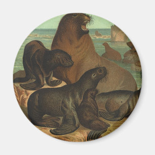 Aimant Lions de mer vintage sur la plage, Vie marine Anim