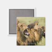 Aimant Lions mâles rugissant, Grand Kruger National (Recto/Verso)
