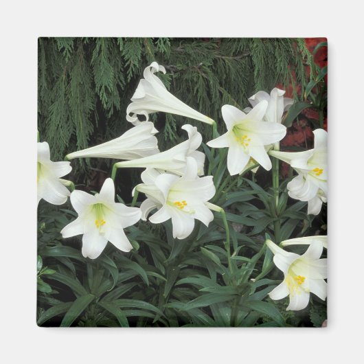 Aimant Lis de Pâques (Lilium regale) (Devant)