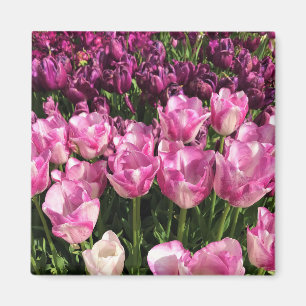 Aimant Lit de jardin pourpre et rose Tulip, Oregon