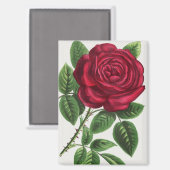 Aimant Lithographie de rose ancienne, François-Frédéric G (Recto/Verso)