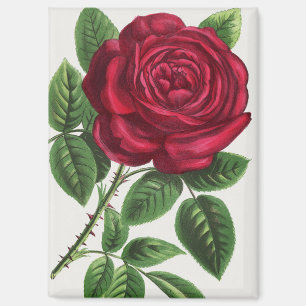 Aimant Lithographie de rose ancienne, François-Frédéric G