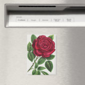 Aimant Lithographie de rose ancienne, François-Frédéric G (In Situ (Lave-vaisselle))